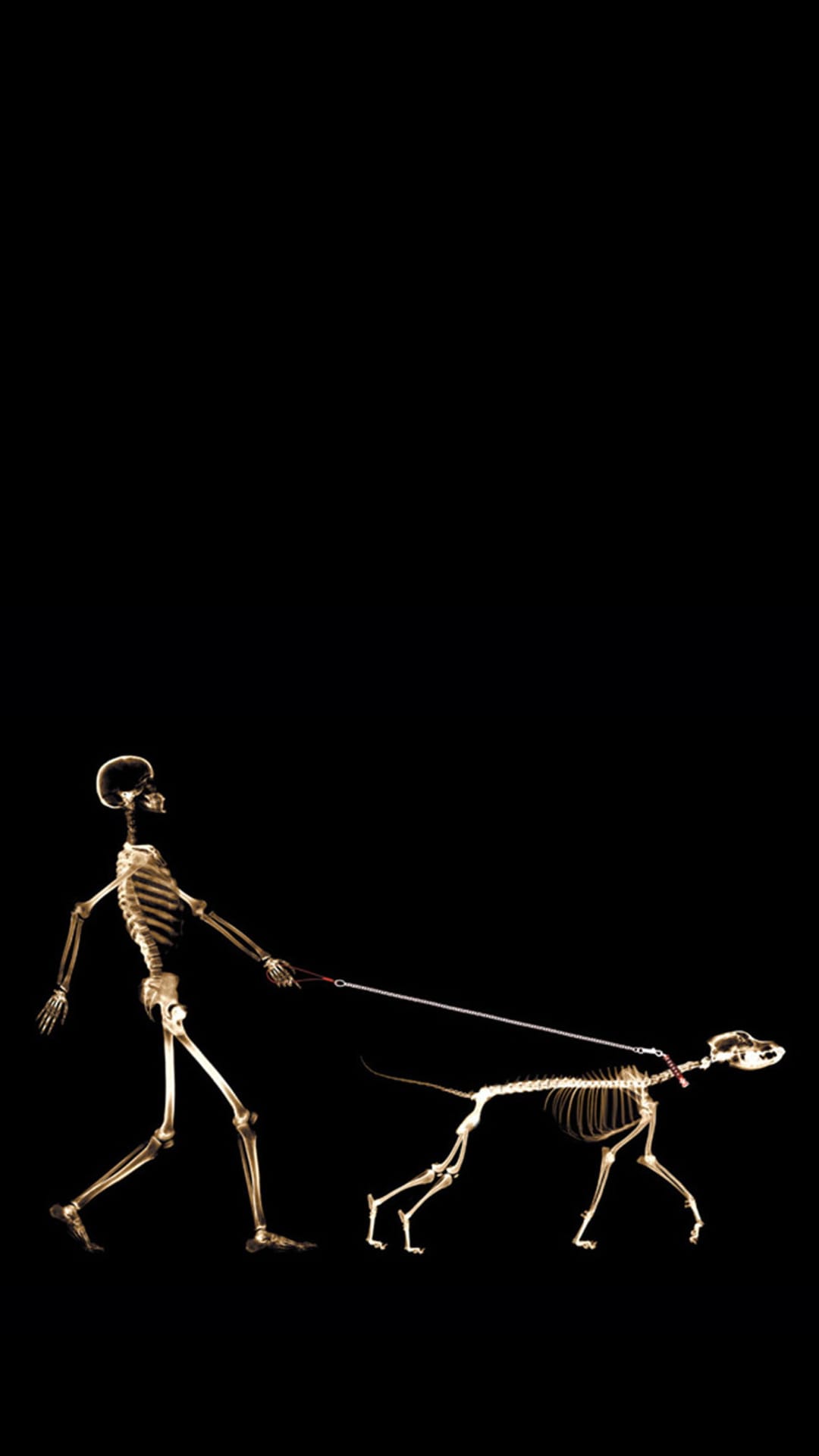 Human skeleton holding a leash to a dog skeleton, both glowing white against a solid black background.