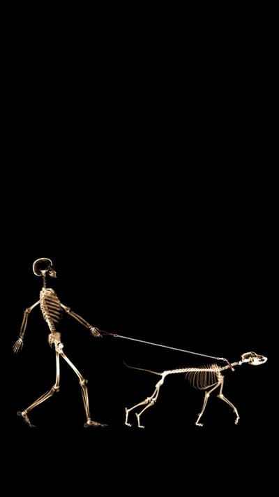 funny skull,animals,darkness