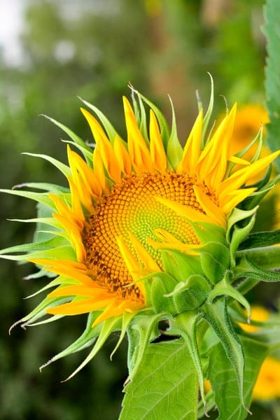 Yellow sunflower petals peel back from a green bud, revealing a spiral seed center against a soft bokeh background.