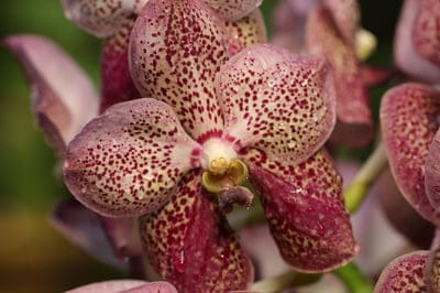 orchid,full hd wallpaper,4k wallpaper,mac wallpaper,flowers,free wallpaper,windows wallpaper,free background,pink,wallpaper 4k,background,hd wallpaper,floral background,4k wallpaper,nature,flora,tropical,exotic,phalaenopsis,laptop wallpaper