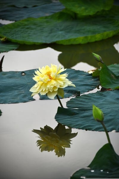Yellow double lotus flower with ruffled petals reflects on calm water beside dark green lily pads and a bud.