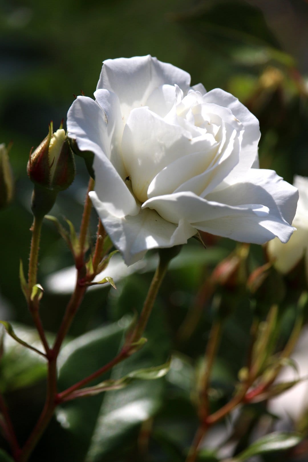 White rose in full bloom with surrounding green buds and soft-focus garden foliage under bright natural light.