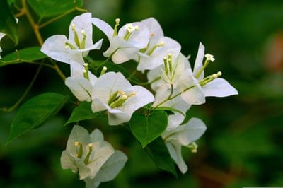 White bougainvillea blossoms with papery petals and visible stamens against a soft-focus green leaf background.