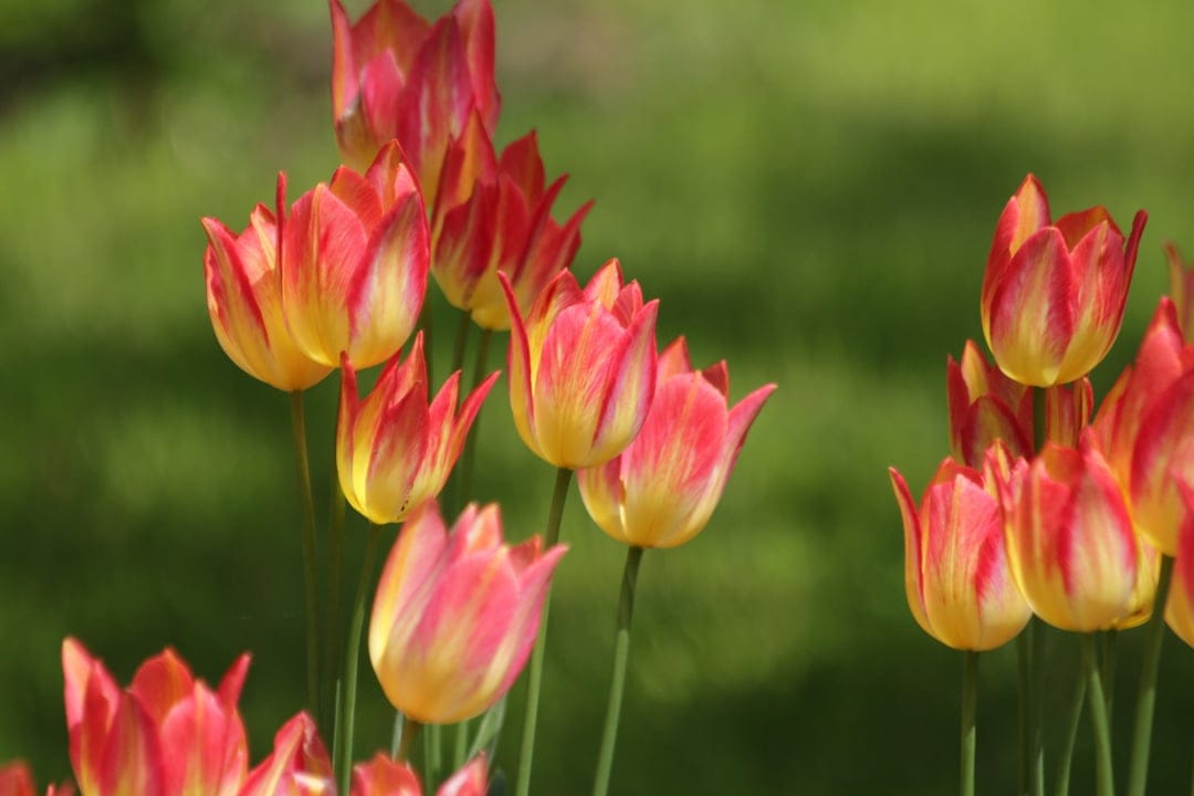 Red and yellow variegated tulips bloom against a soft green blurred background in a bright outdoor flower garden.