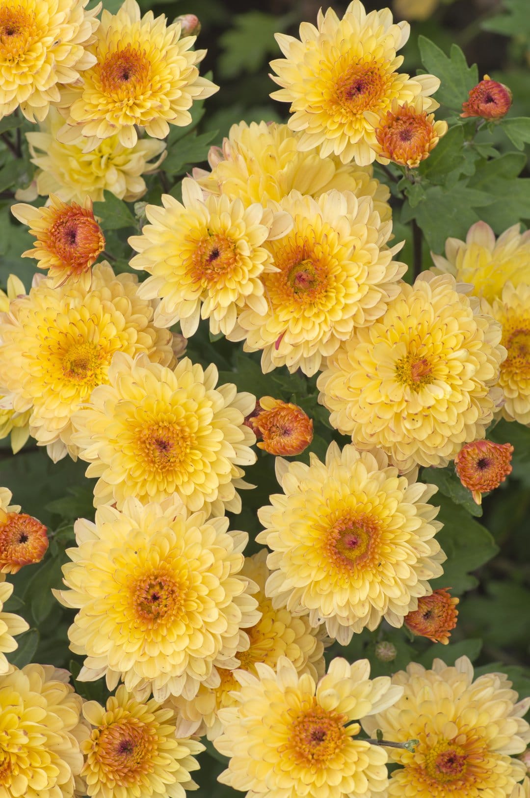 Yellow chrysanthemum flowers with ruffled petals and orange centers grouped against a blurred green background.
