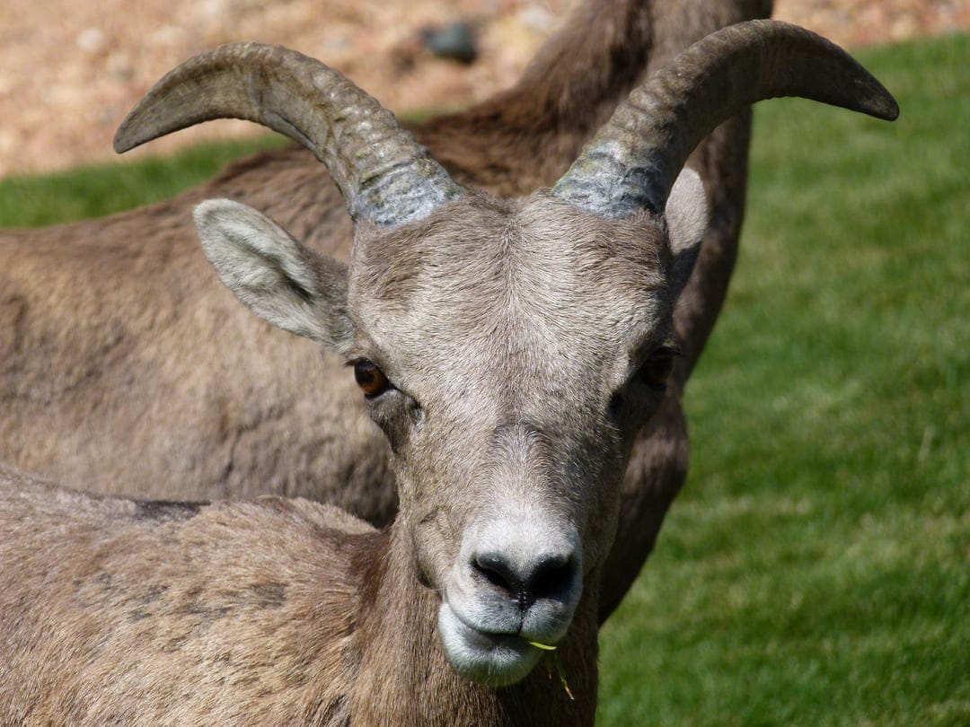 Bighorn sheep ram with large curved horns and grey-brown fur looks directly at the camera in a grassy field.