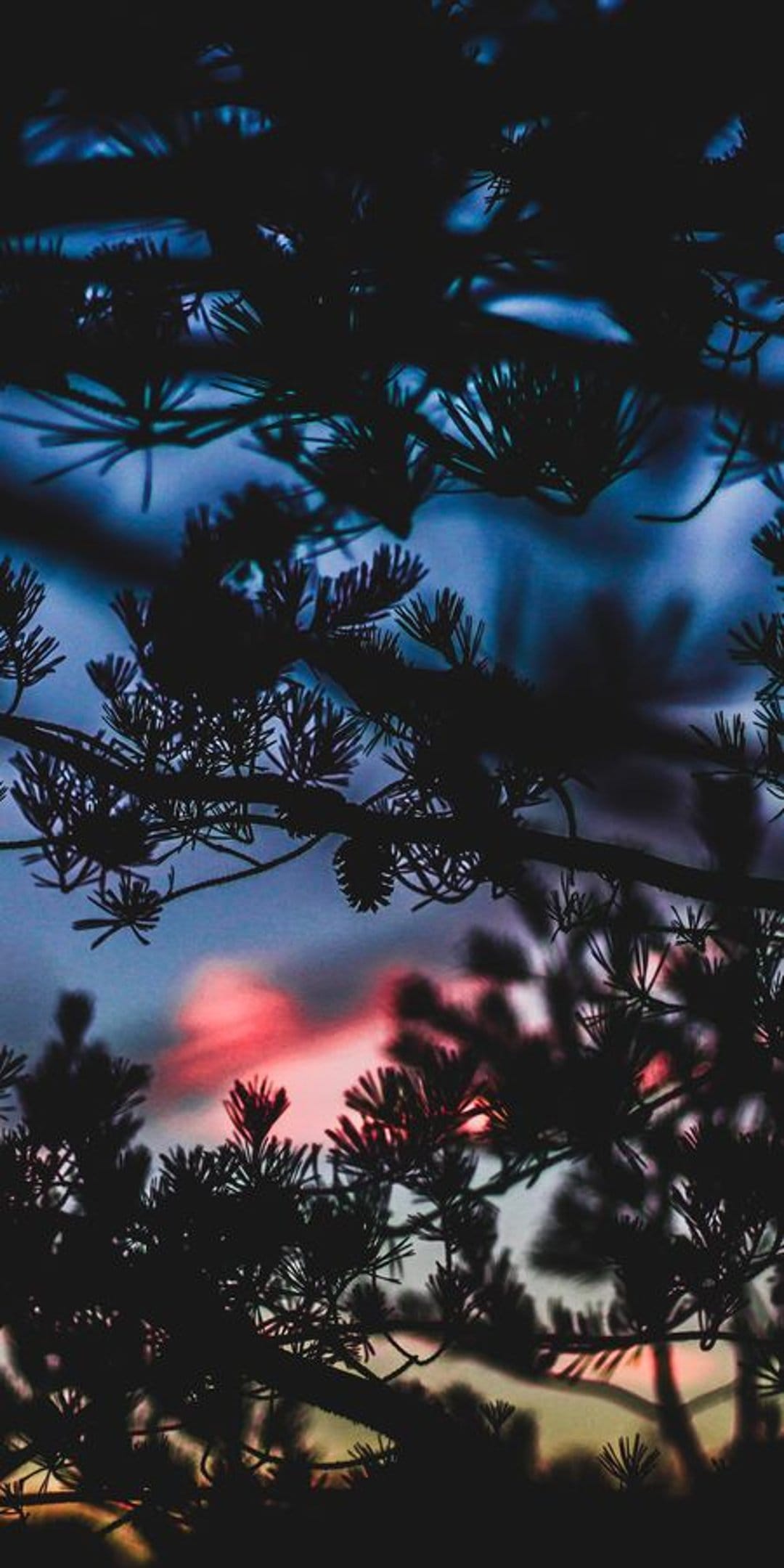 Pine needle silhouettes frame a deep crimson and navy blue twilight sky during a moody forest sunset.