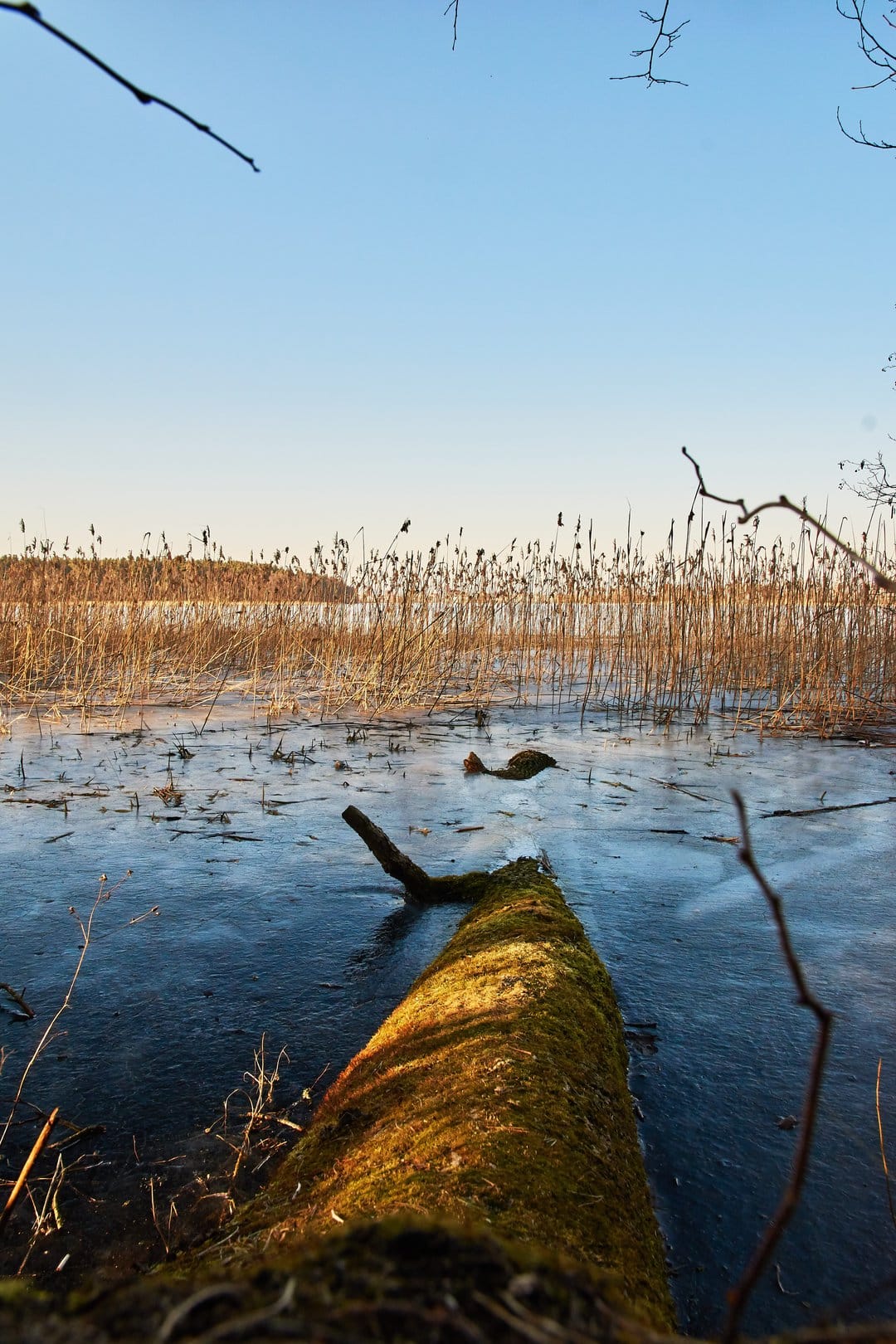 Mossy log on a frozen lake at sunset with silhouetted reeds and a small bird against a clear blue sky.