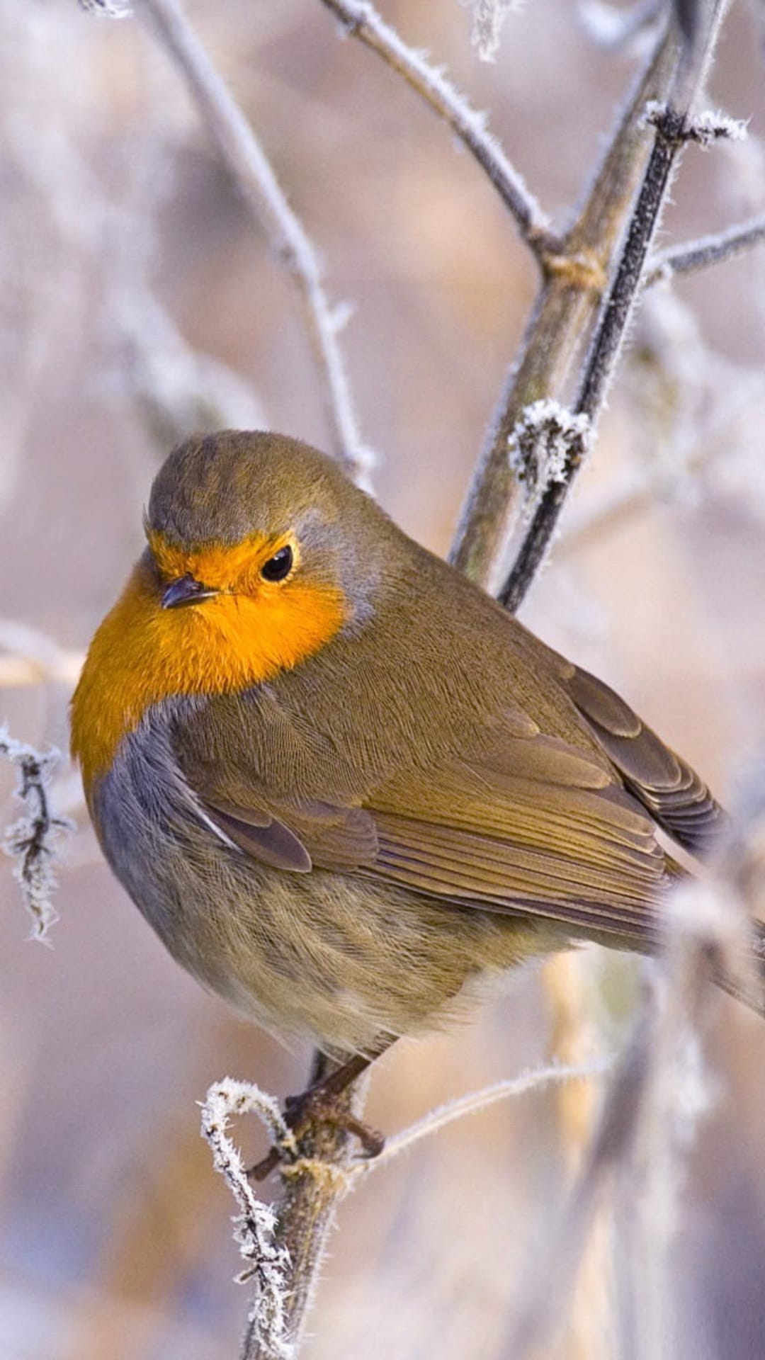 European robin with an orange breast perches on a white frost-covered branch against a blurred winter background.