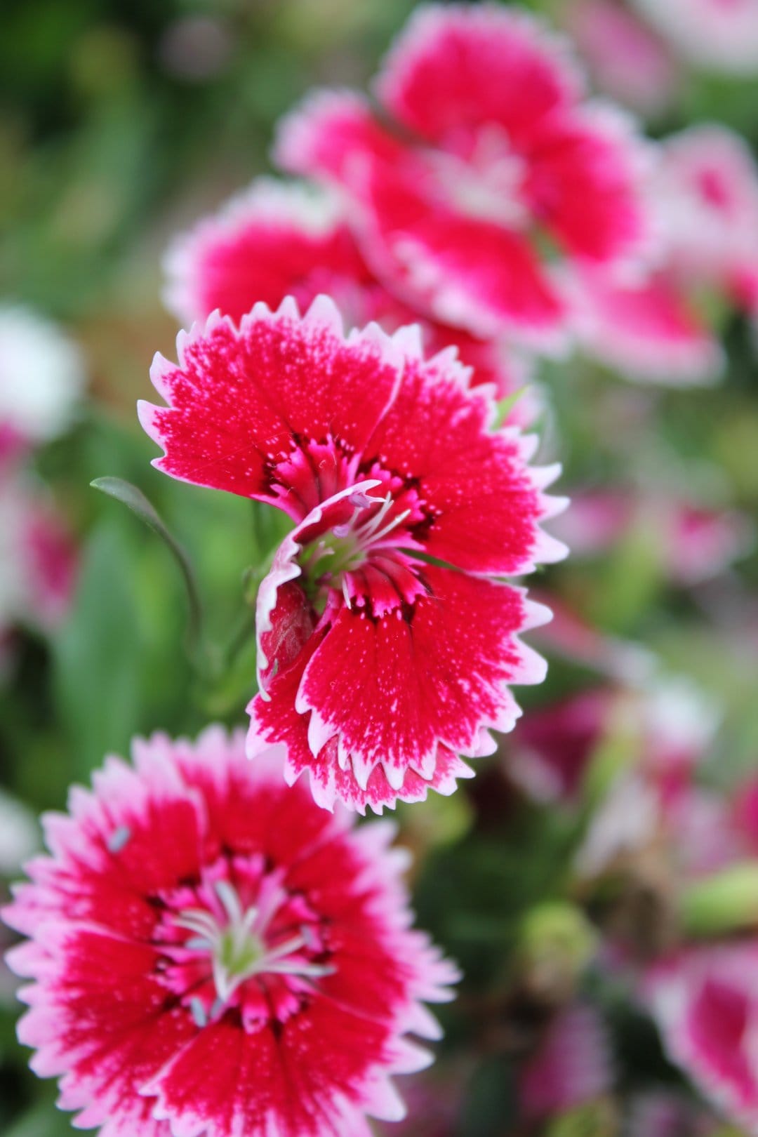 Pink and red carnation flowers with serrated white edges bloom prominently against a soft bokeh garden background.