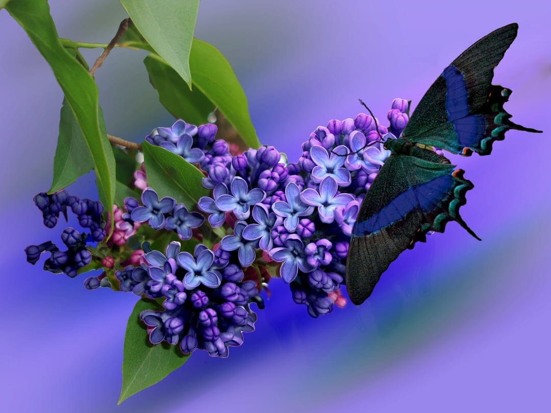 Butterfly with iridescent blue stripes perches on a cluster of purple lilac flowers against a blurred background.