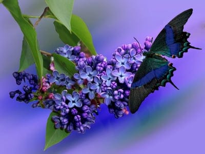 Butterfly with iridescent blue stripes perches on a cluster of purple lilac flowers against a blurred background.