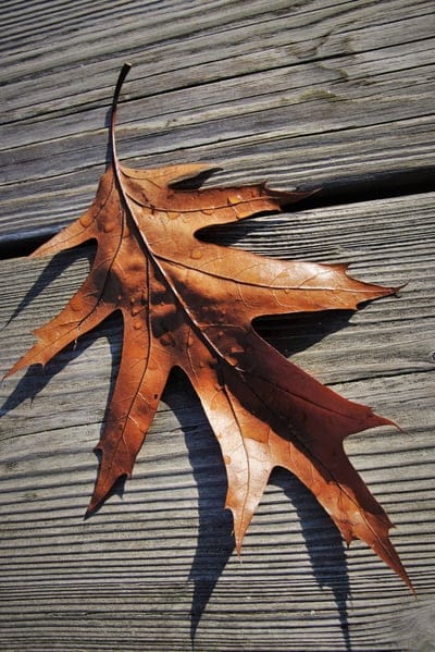 in the fall,dry leaves,pattern,lived,leaf,November,fall,boards,autumn mood,shape,leaves,nature,the backlight,one,lonely,autumn wallpaper,humidity,wet,organic,decrease
