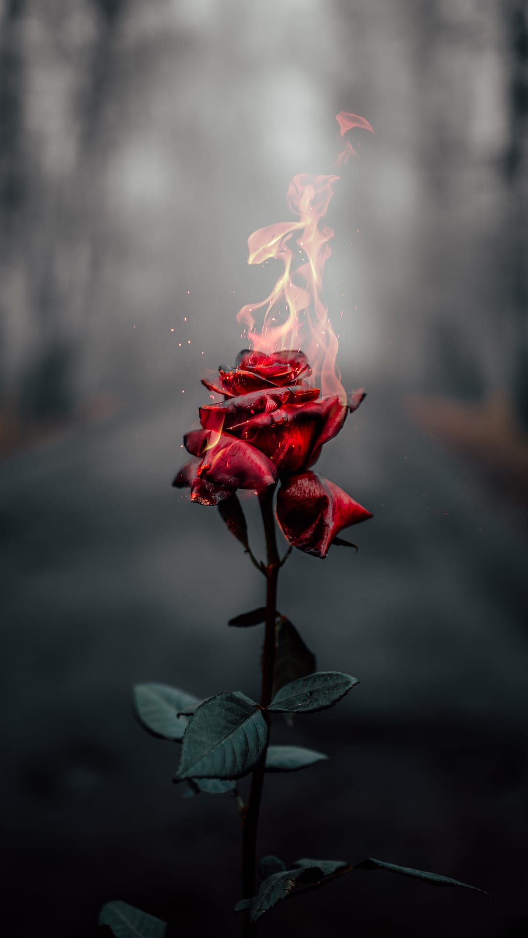 Red rose petals catch fire amidst grey smoke on a blurred forest road with deep shadows and misty trees.