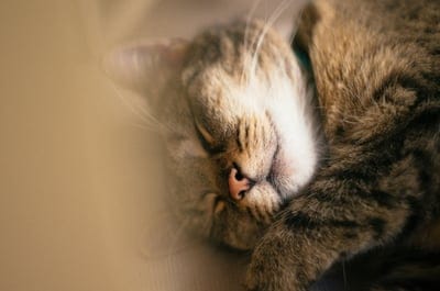 Cat wallpaper,Cat,Cat background,sleeping Cat wallpaper,cute cat wallpaper