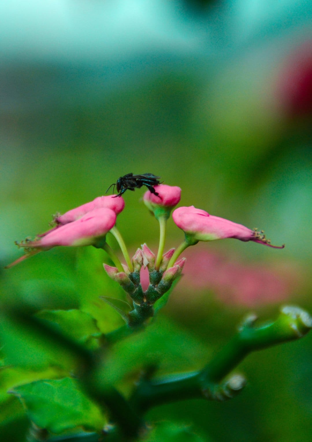 Black insect rests on pink Euphorbia heterophylla flowers against a soft-focus green and pink bokeh background.