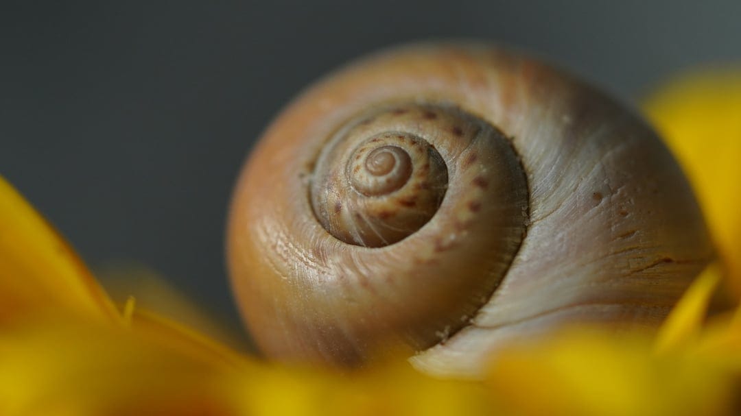 Snail shell with a brown spiral pattern lies on bright yellow flower petals under soft outdoor lighting.