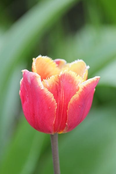Fringed red tulip with yellow ruffled edges and a bright orange center against a blurred green background.