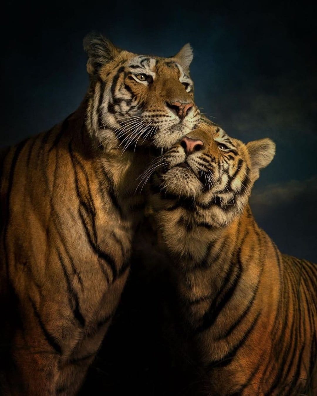 Two tigers huddle together in a dark environment with their glowing amber eyes visible against striped orange fur.