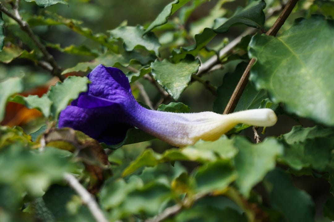 Purple and yellow trumpet flower blooms within a dense cluster of textured green leaves under soft sunlight.