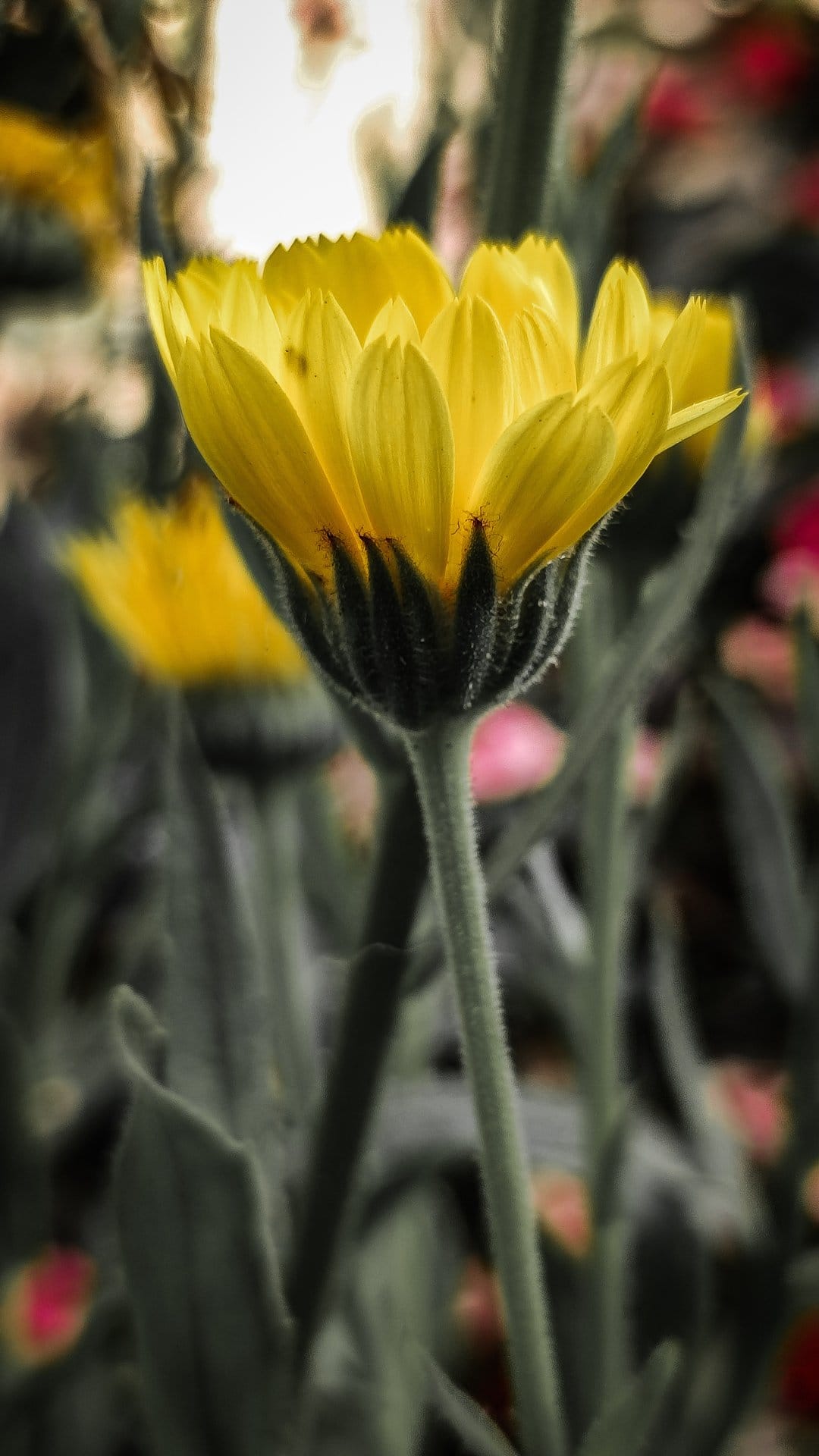 Yellow marigold flower with layered petals and a green stem stands against a blurred garden background.