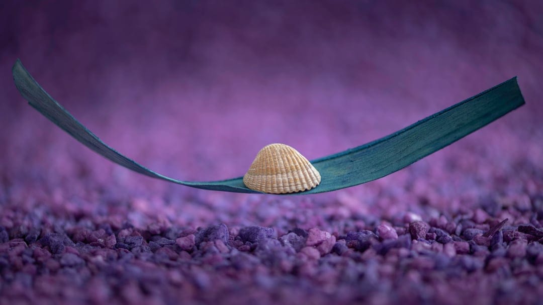 Spiral seashell on a curved green leaf positioned over smooth purple pebbles with a blurred violet background.