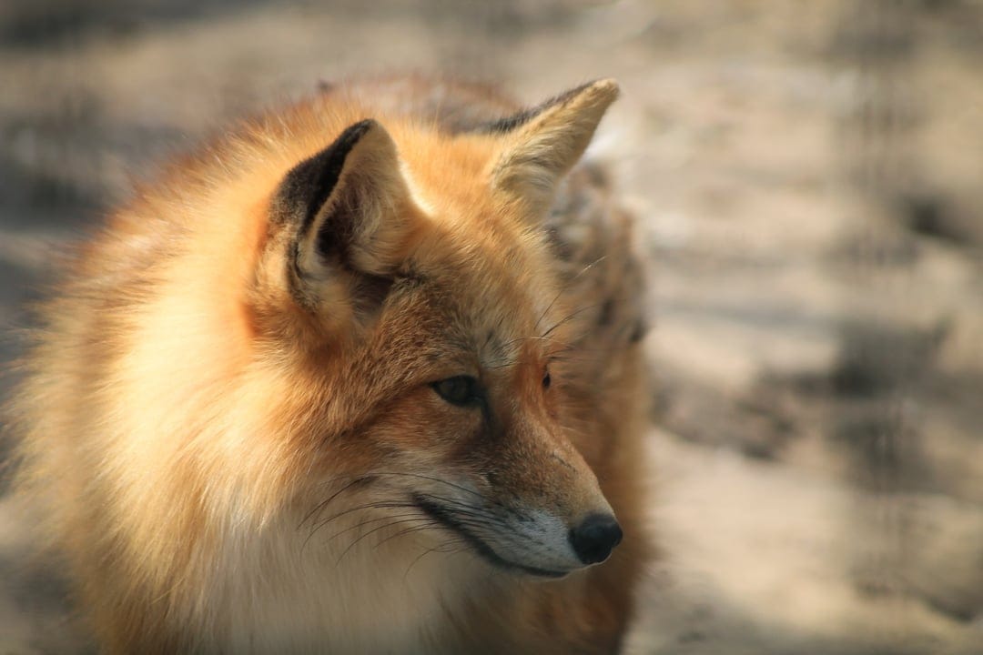 Red fox face with vibrant orange fur and pointed ears gazes sideways against a softly blurred nature background.