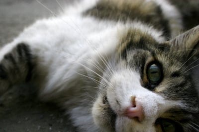 Tabby cat with green eyes and white whiskers lies on its side in a close-up portrait with soft background blur.
