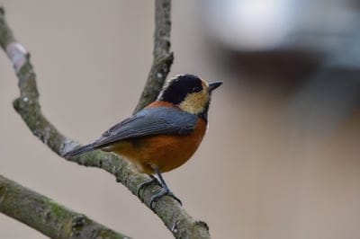Small bird with orange and blue feathers grips a tree branch with a blurred green background in a vertical shot.
