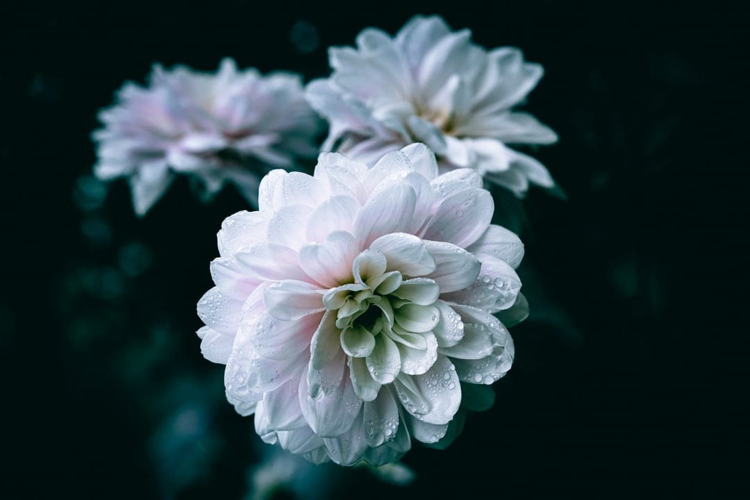 White dahlia flower with glistening water droplets on layered petals set against a dark, moody background.