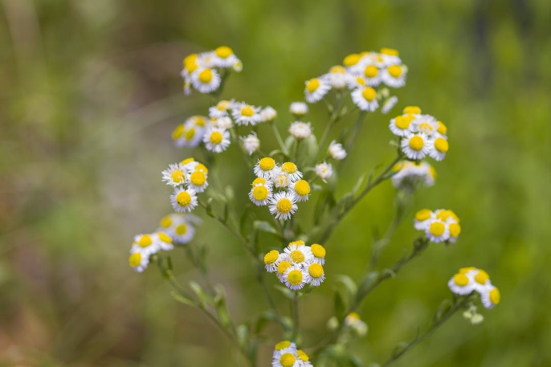 White wildflowers with bright yellow centers bloom on green stems against a soft-focus meadow background.