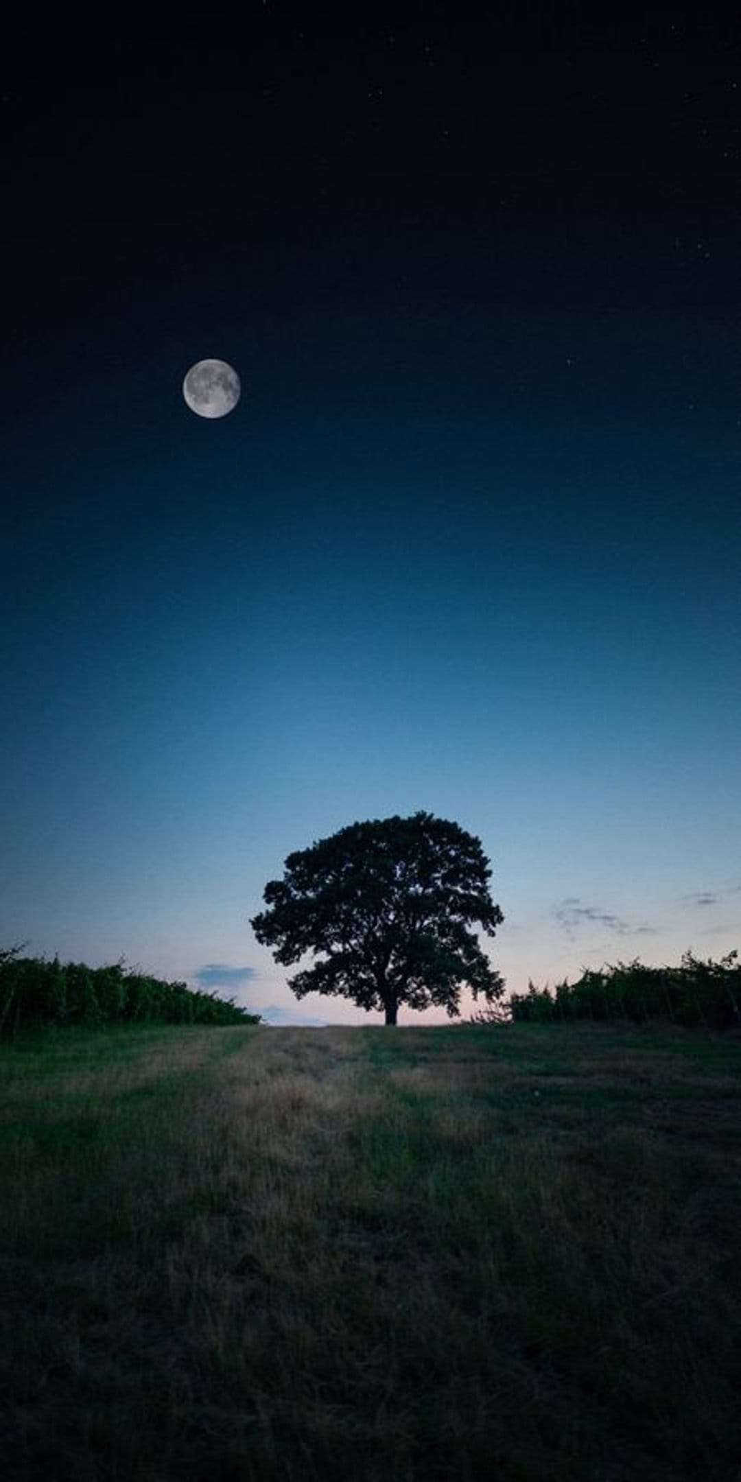 Lone tree silhouette stands in tall grass beneath a bright full moon and emerging stars in a night sky.