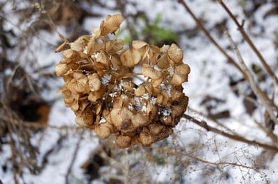 Dried hydrangea flower cluster covered in white snow and frost against a blurred winter garden ground background.