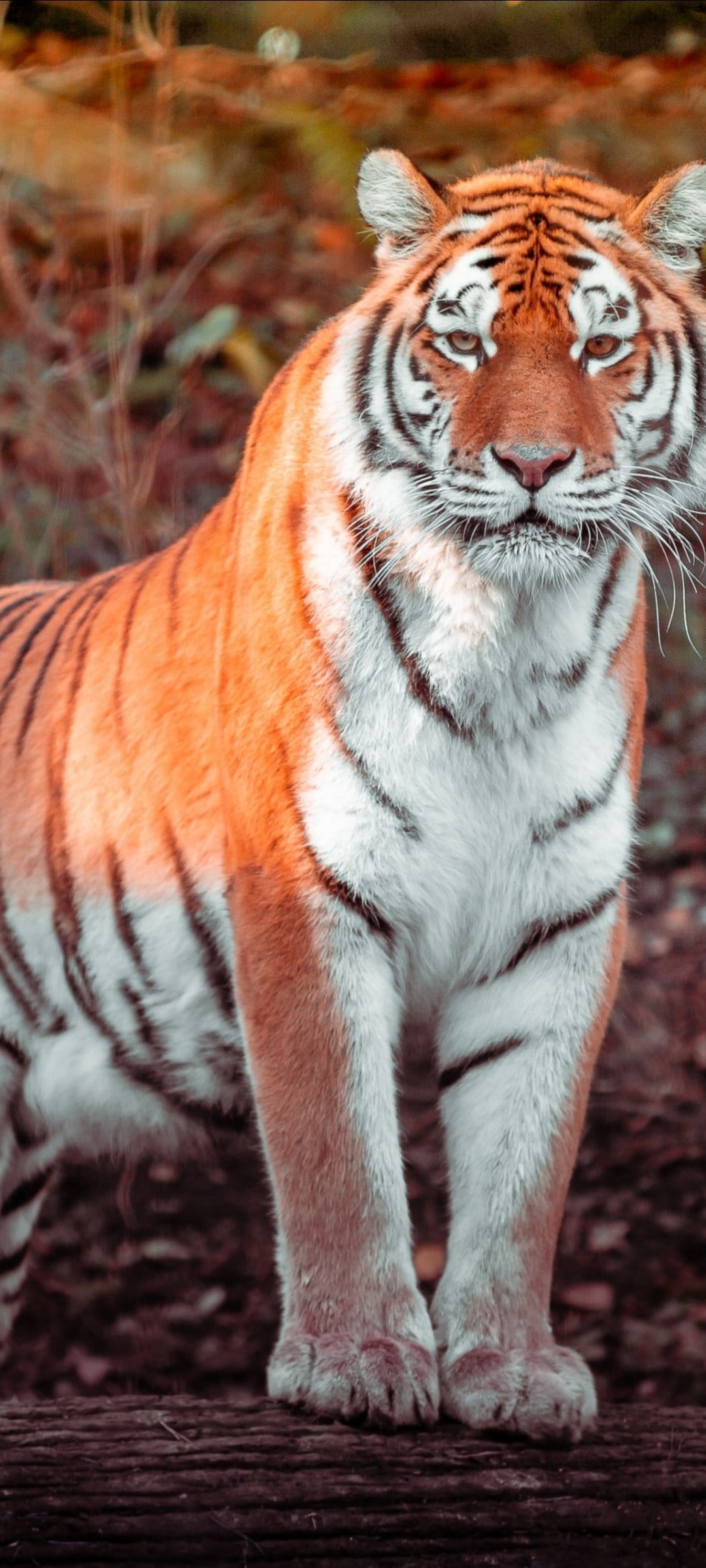 Bengal tiger with orange and black stripes stands on a log in a blurred autumn forest with a focused gaze.