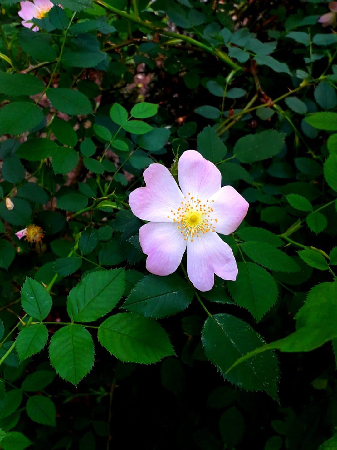 Pink wild rose blossom with yellow stamens surrounded by serrated green leaves on thorny stems in soft light.