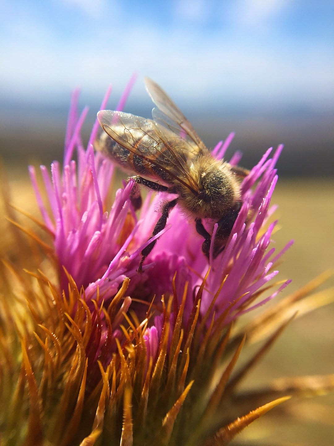 Honeybee with fuzzy yellow hair collects nectar from a spiky purple thistle flower against a soft blue sky.