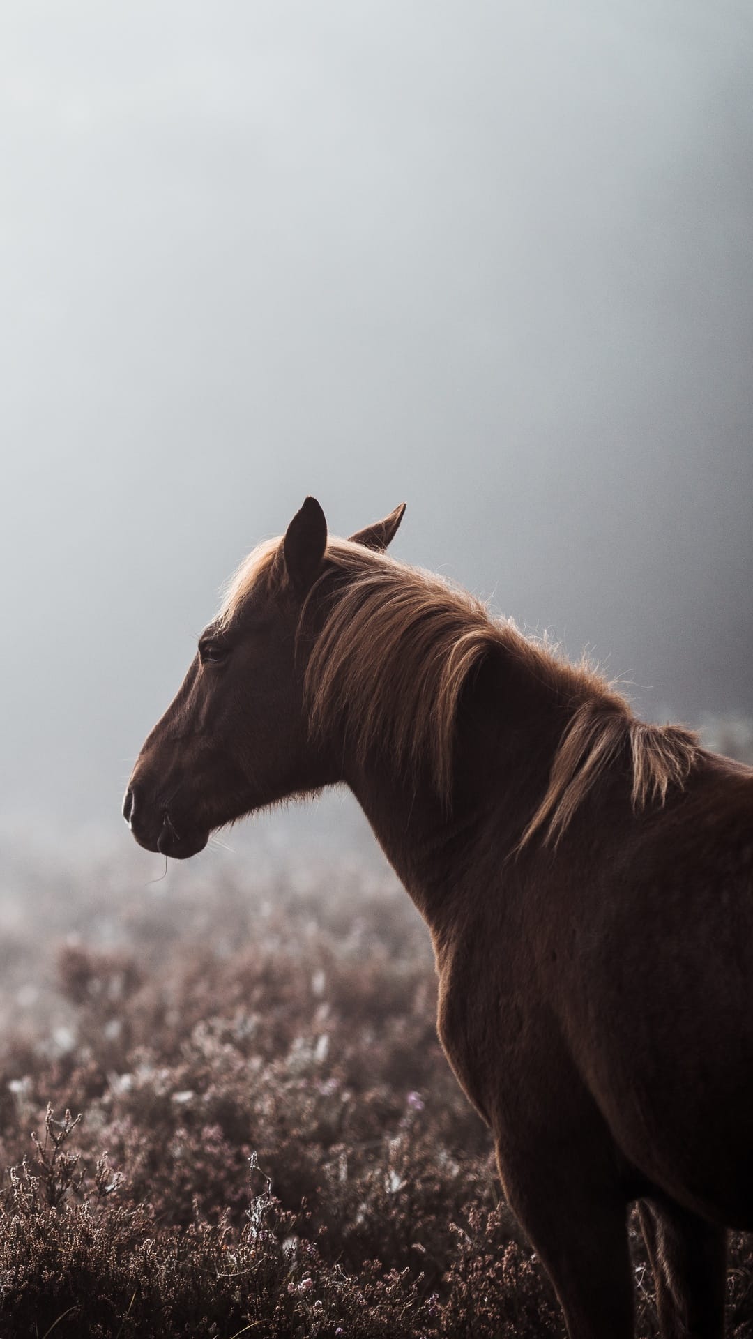 Brown horse with a thick mane stands in thick morning mist and soft field vegetation in a profile view.