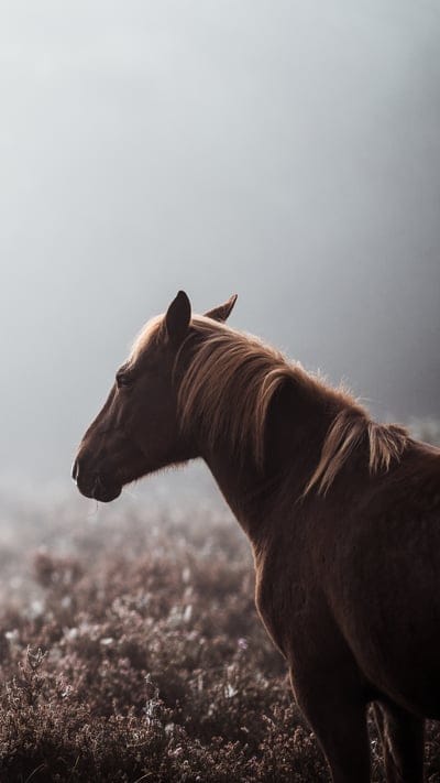 Horse, misty, fog, animal, nature, brown, profile, ethereal, graceful, landscape, equine, mane, soft light, tranquil, outdoor, serene, atmosphere, mysterious, hazy, mammal