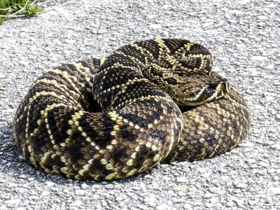 anakonda snake,anakonda Snake wallpaper,Snake,Snake wallpaper,wildlife