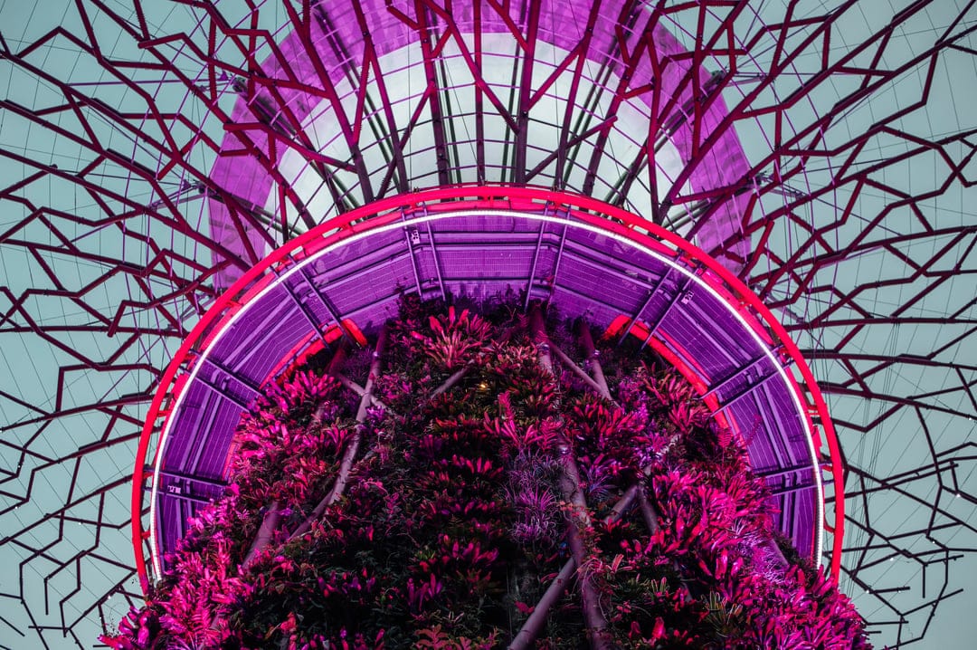 Towering metallic Supertrees glow with neon pink and purple lights above dense tropical garden foliage at night.