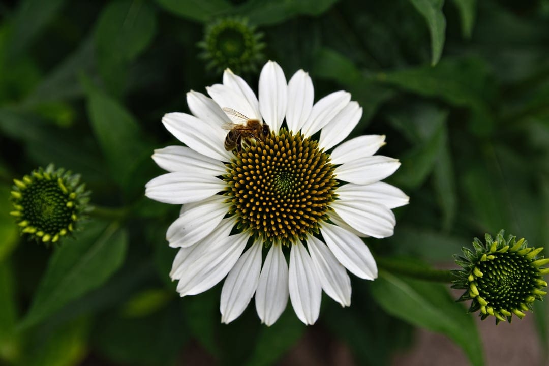 Honeybee gathering nectar on the dark center of a white coneflower surrounded by green garden foliage.
