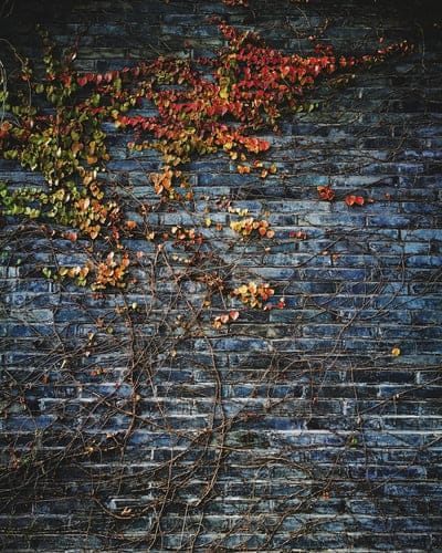 Autumn leafs wallpaper,Autumn leafs,Autumn leafs background,4D wallpaper,desktop wallpaper