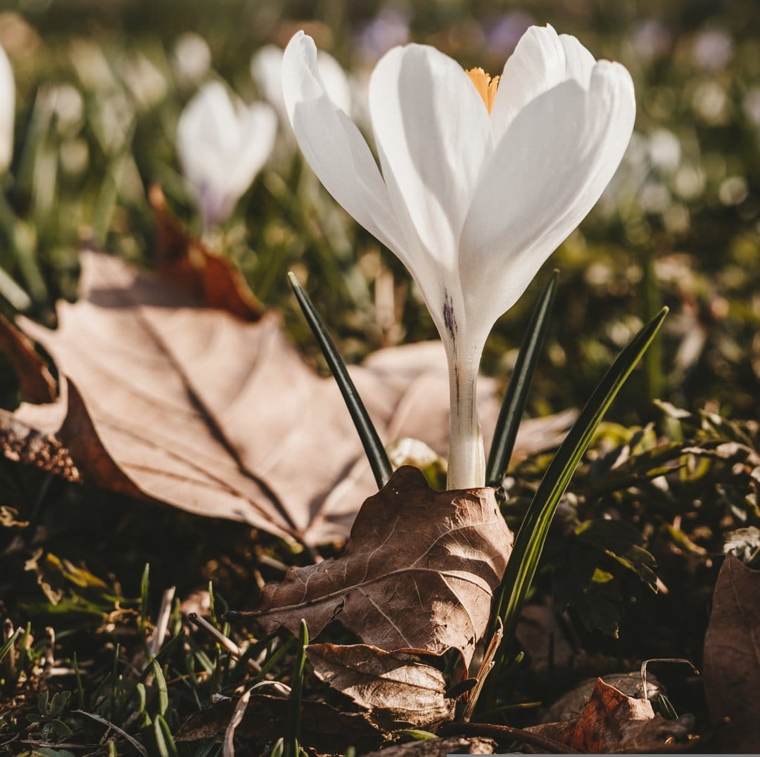 White crocus flower with yellow stamen growing through a layer of brown leaves and green grass in sunlight.