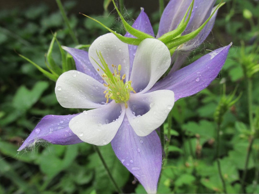Purple and white columbine flower with translucent water droplets on petals against a soft green background.