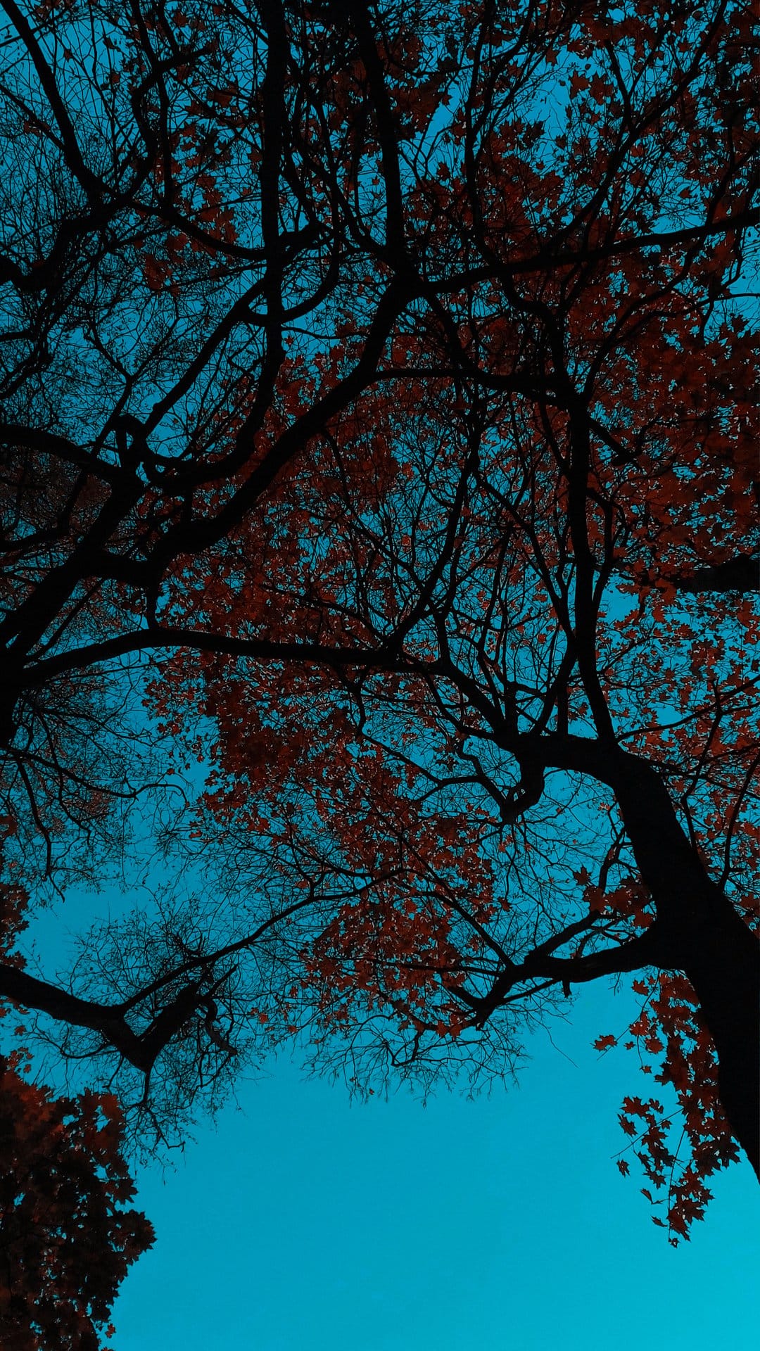 Dark tree branches with sparse brown leaves extend toward a vibrant turquoise sky from a low-angle perspective.