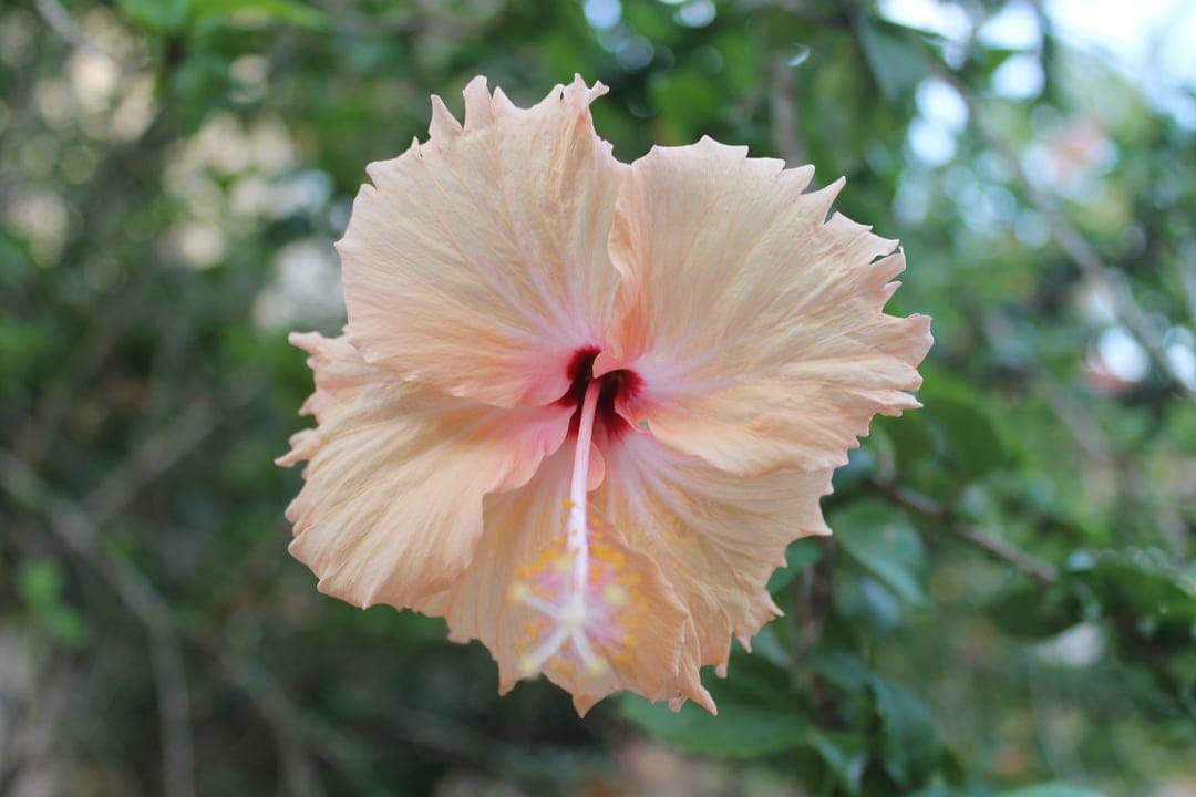 Peach hibiscus flower with ruffled petals and a deep pink center rests against a blurred green garden background.