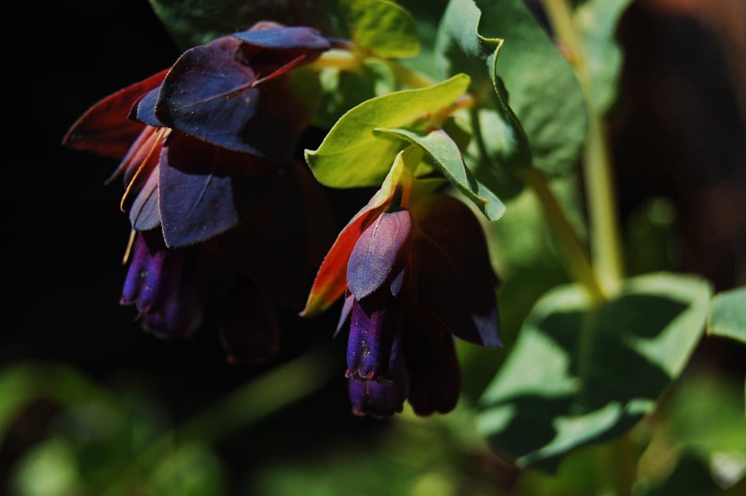 Two dark purple bell-shaped flowers hang from stems against a soft background of green leaves and sunlight.