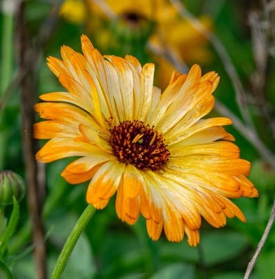 Orange and yellow daisy flower with a detailed brown center blooms against a blurred green garden background.