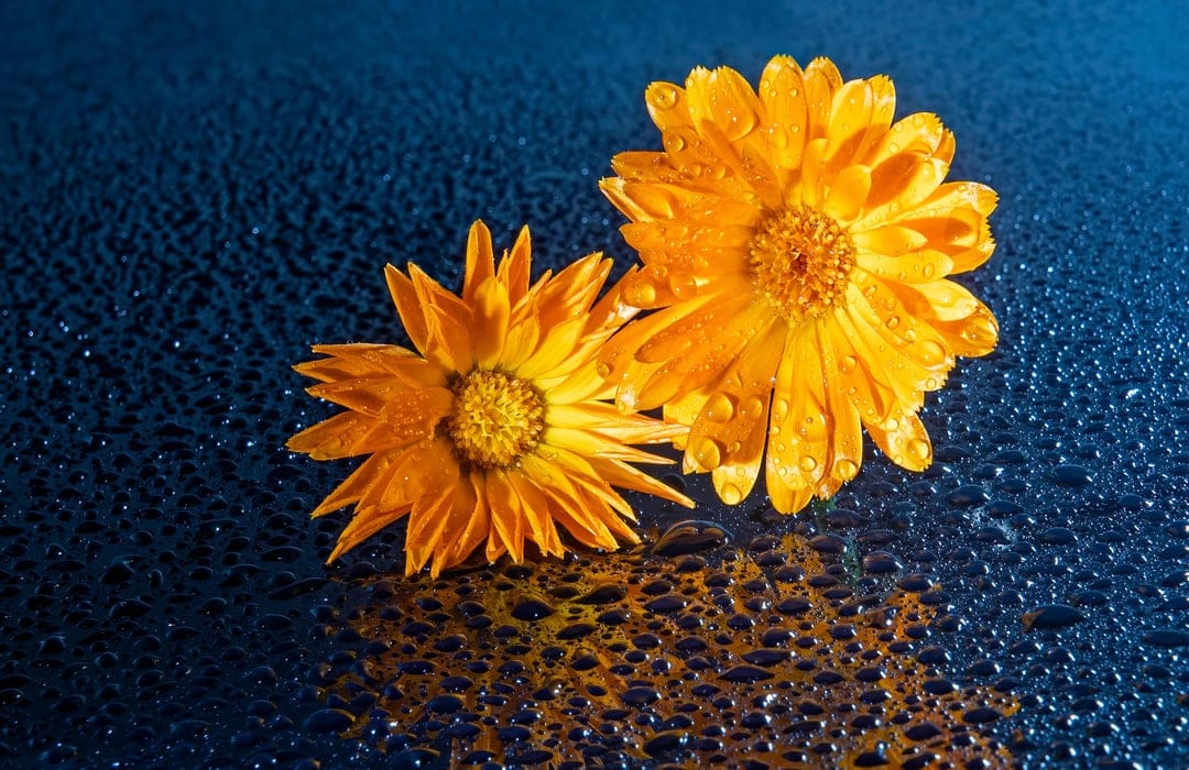 Two orange flowers with water droplets sit on a dark wet surface reflecting soft ambient light in macro detail.