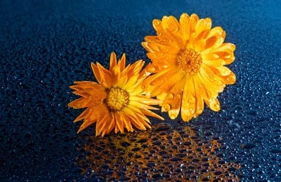 flower,mac wallpaper,free background,hd wallpaper,beautiful flowers,bloom,botany,laptop wallpaper,beautiful wallpaper,nature,free wallpaper,flower wallpaper,petals,wallpaper 4k,full hd wallpaper,4k wallpaper,blossom,4k wallpaper,floral background,cool bac